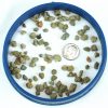1 Gallon 1/4 inch Bonsai Block (4 Dry Quarts) - Image 2