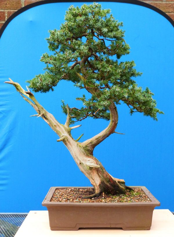 Photo of the Day Page 55 Bonsai Jack