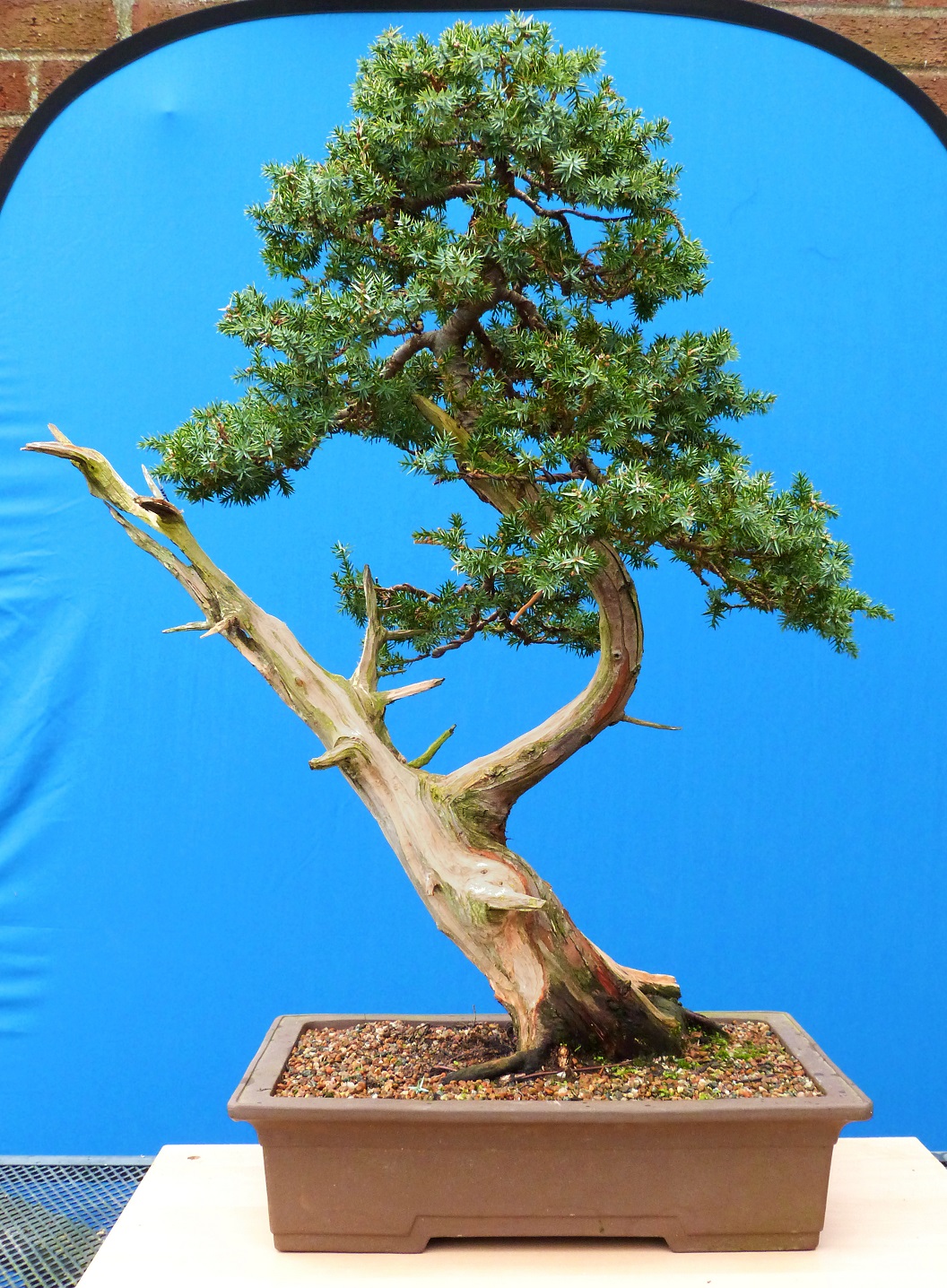 Bonsai Photo Of The Day 12/28/2016 How Much Do You Know About Bonsai