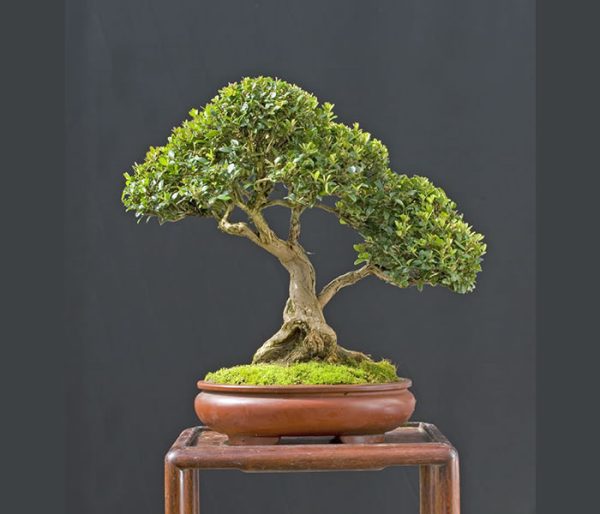 Bonsai Photo Of The Day 1/30/2017 Bonsai Jack