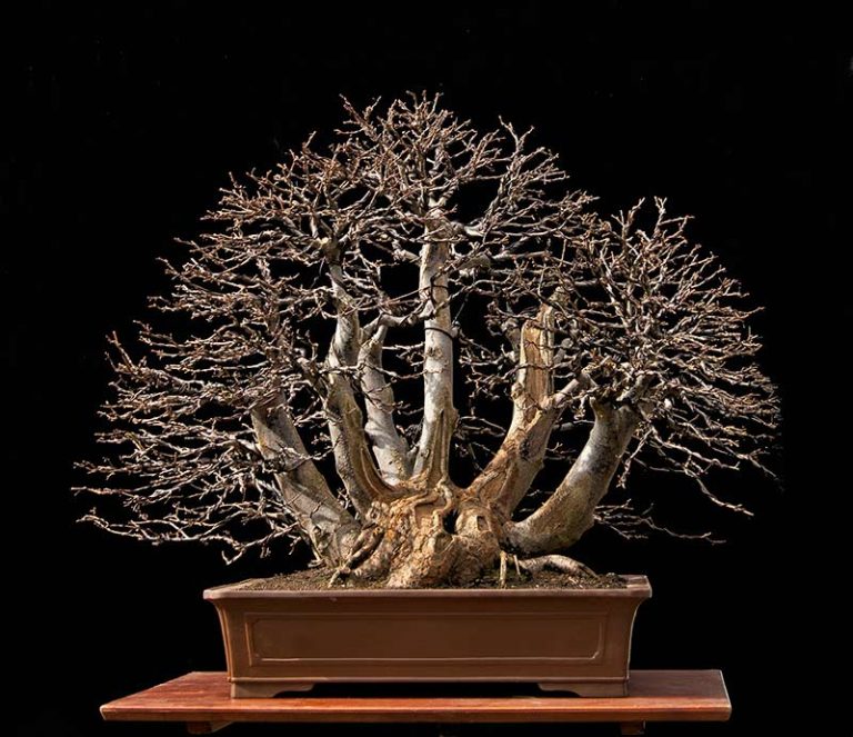 Bonsai Photo Of The Day 2/13/2017 Bonsai Jack