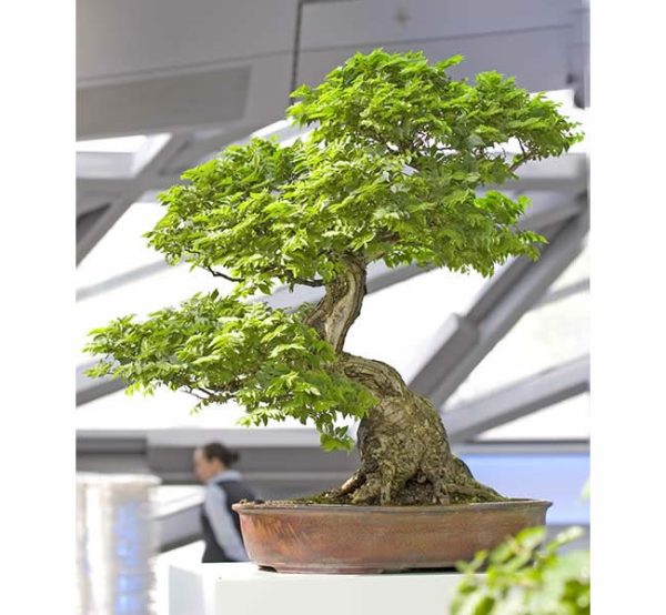 Bonsai Photo Of The Day 2/15/2017 Bonsai Jack