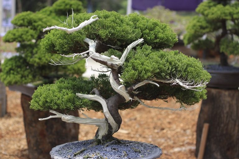 Bonsai Photo Of The Day 2/16/2017 Bonsai Jack