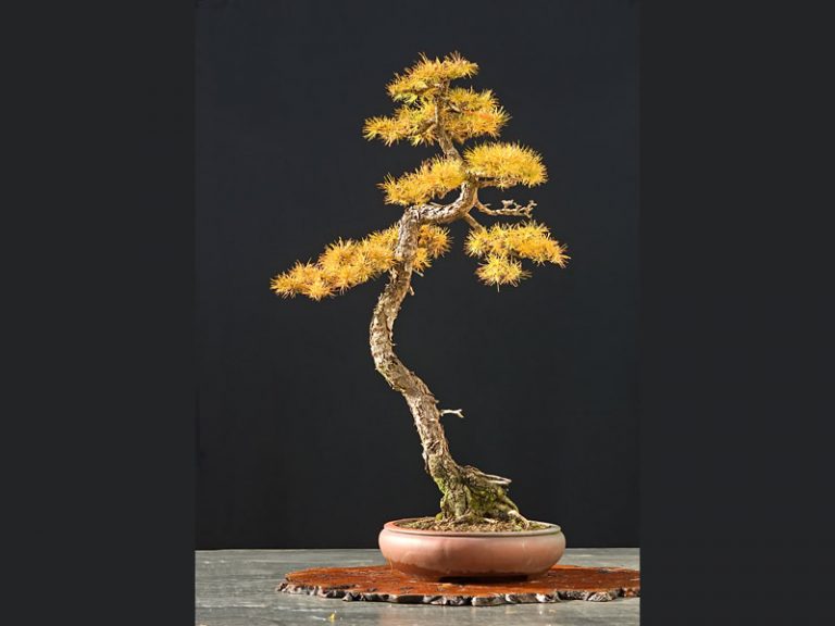 Bonsai Photo Of The Day 2/2/2017 Bonsai Jack