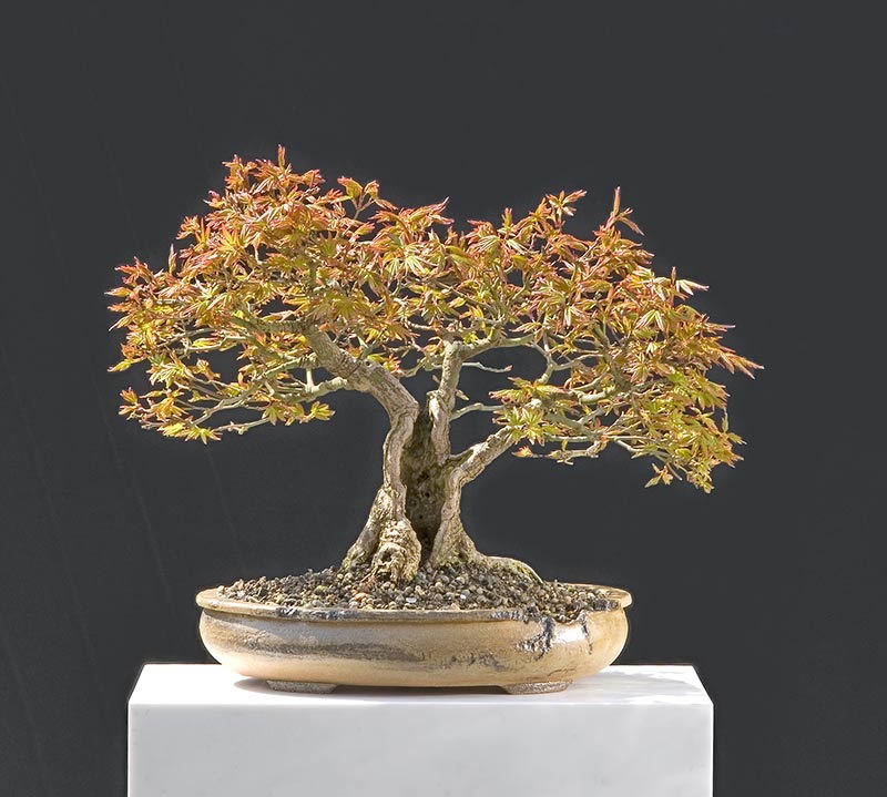 Bonsai Photo Of The Day 4 24 17 Bonsai Jack C