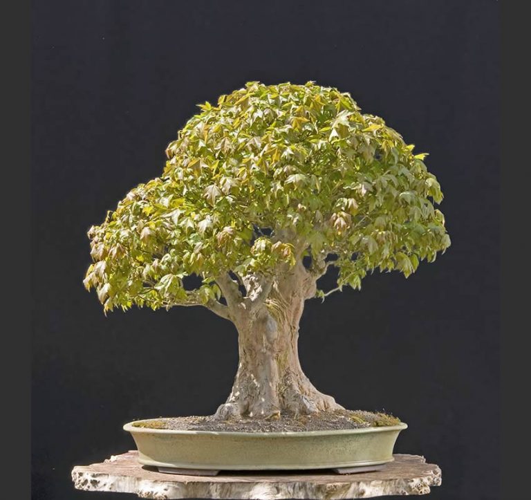 Bonsai Photo Of The Day 4/25/2017 Bonsai Jack