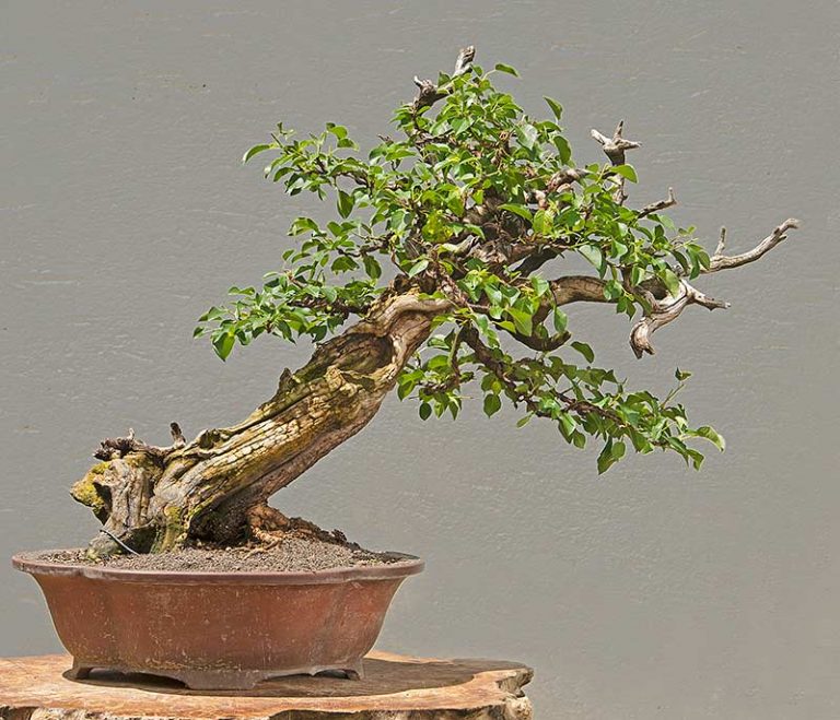 Bonsai Photo Of The Day 6/23/2017 Bonsai Jack