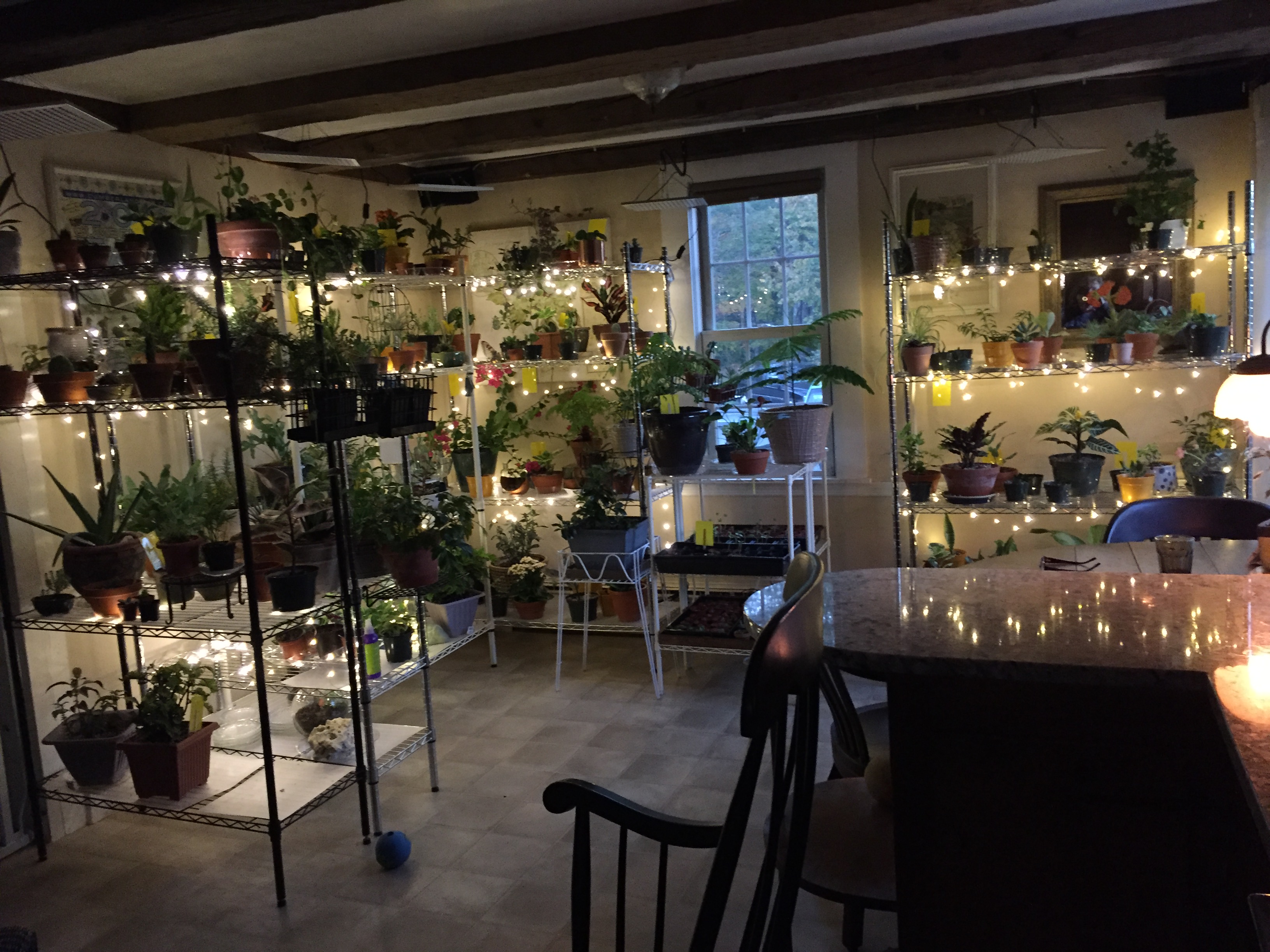 Bonsai Jack Succulent and Cactus Soil Gritty Mix 111 3.5 Gallons Fast Draining Fight Root