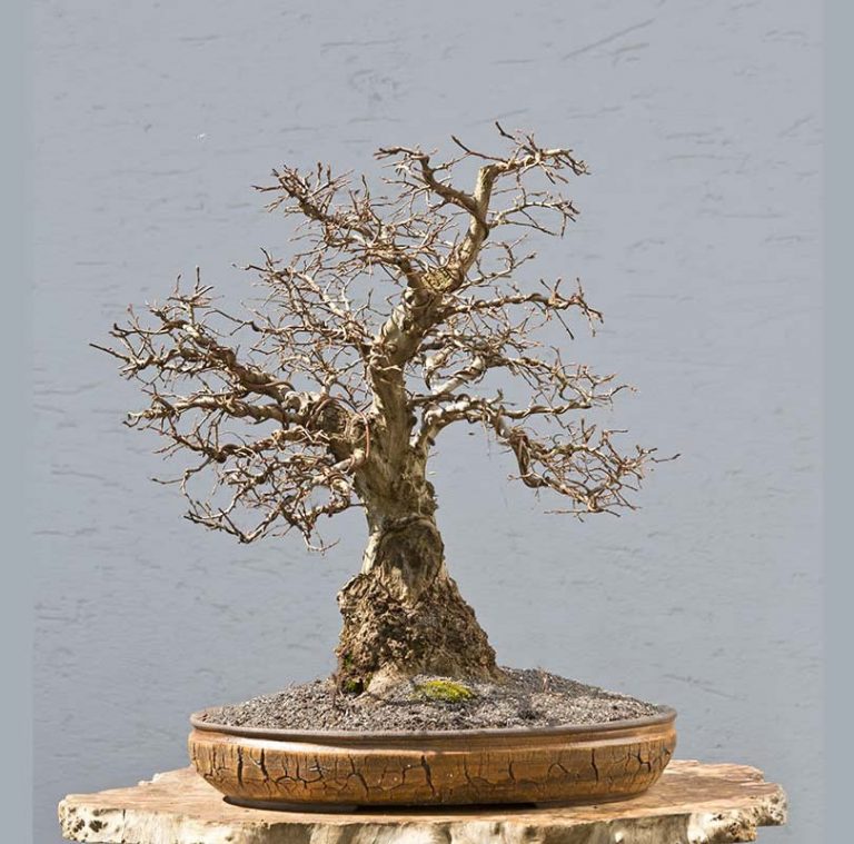 Bonsai Photo The Day 12/26/2017 Bonsai Jack