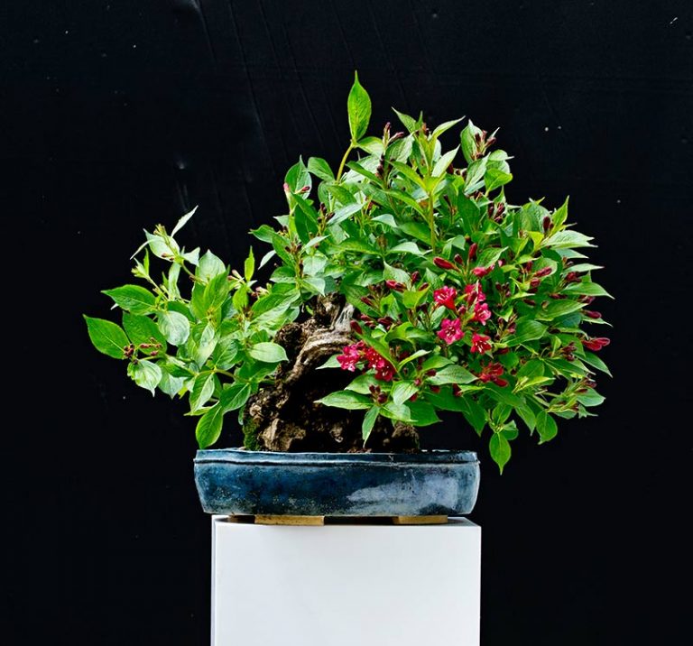 Bonsai Photo of the Day 1242018 Bonsai Jack