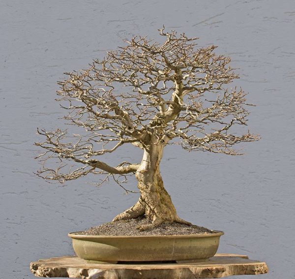 Bonsai Photo of the Day 3162018 Bonsai Jack