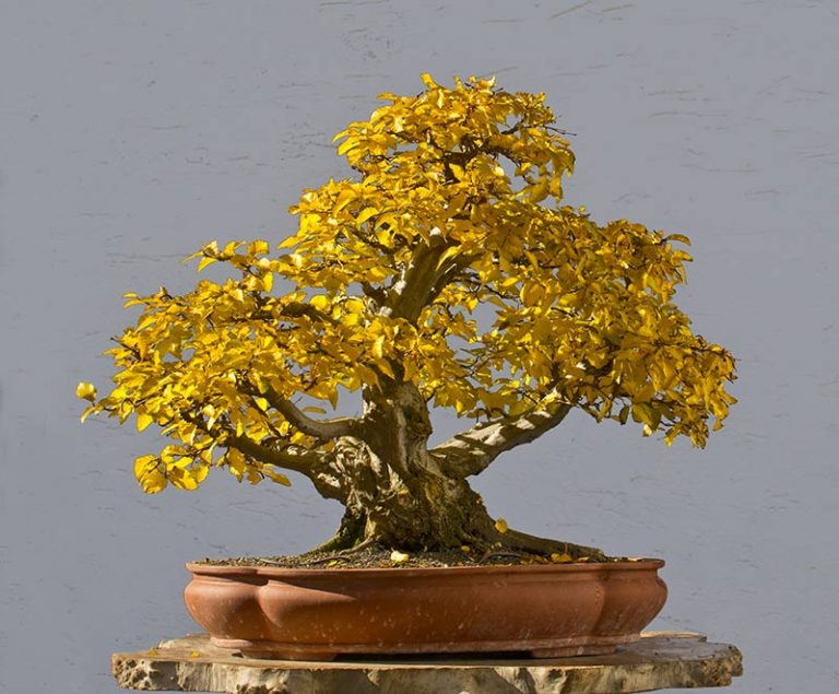 Bonsai Photo of the Day 3202018 Bonsai Jack