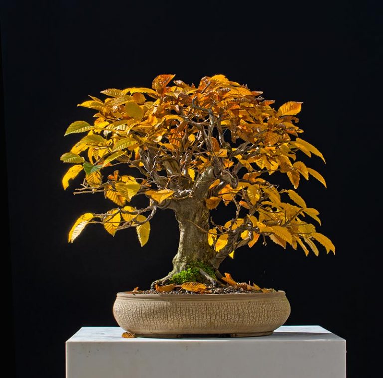 Bonsai Photo of the Day 3212018 Bonsai Jack