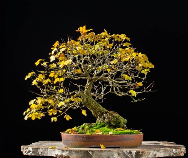 Bonsai Photo of the Day 3272018 Bonsai Jack