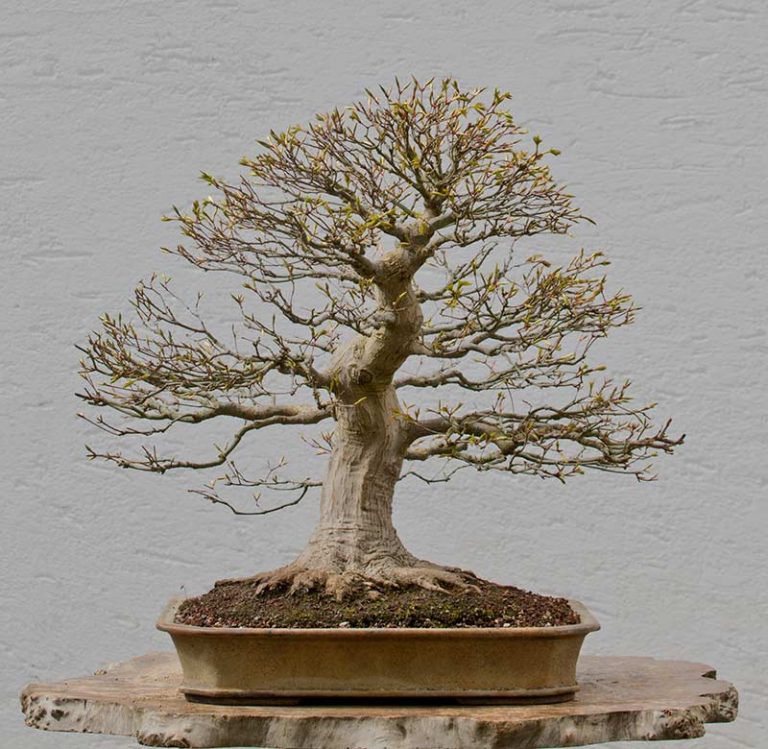 Bonsai Photo of the Day 5142018 Bonsai Jack