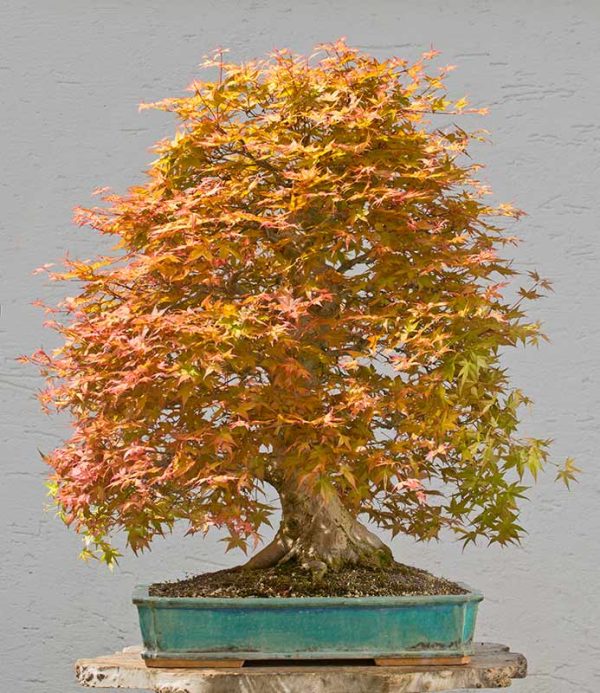 Bonsai Photo of the Day 5152018 Bonsai Jack