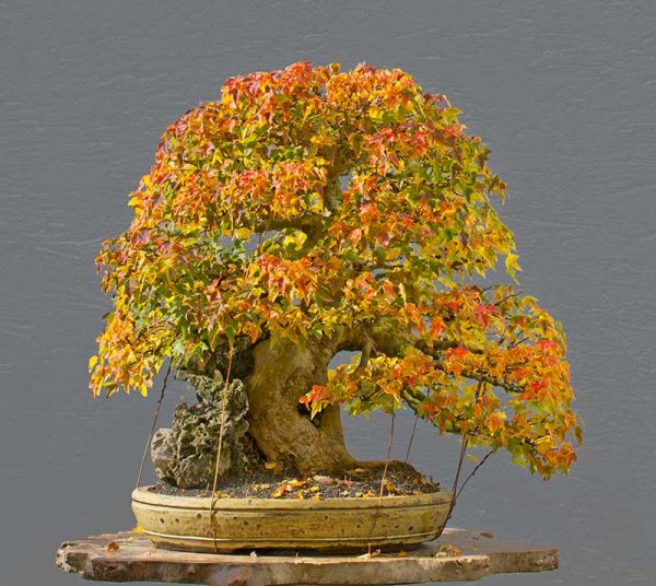 Bonsai Photo of the Day 5212018 Bonsai Jack