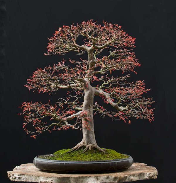 Bonsai Photo of the Day 5252018 Bonsai Jack