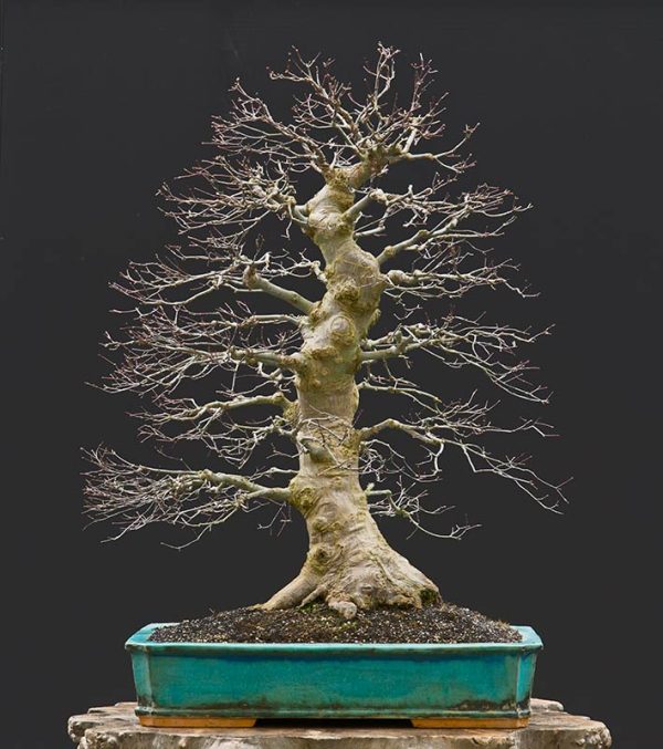 Bonsai Photo of the Day 5302018 Bonsai Jack