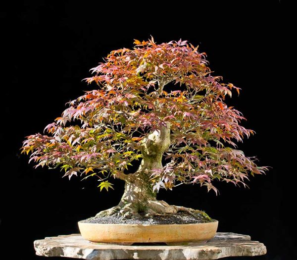 Bonsai Photo of the Day 5102018 Bonsai Jack