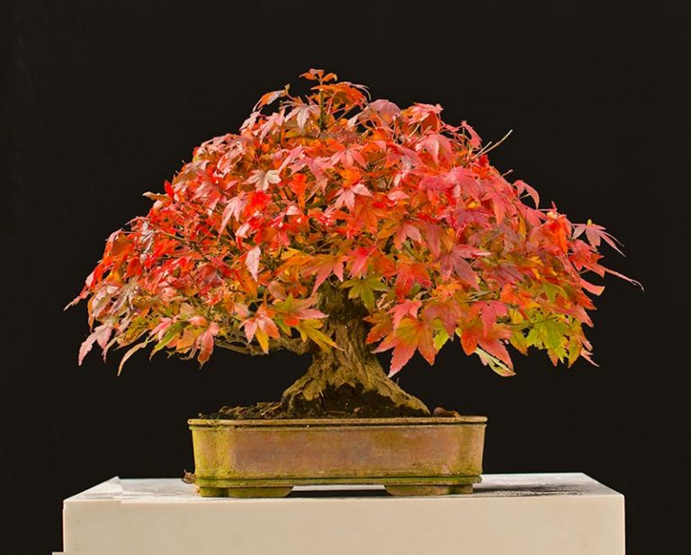 Bonsai Photo of the Day 612018 Bonsai Jack