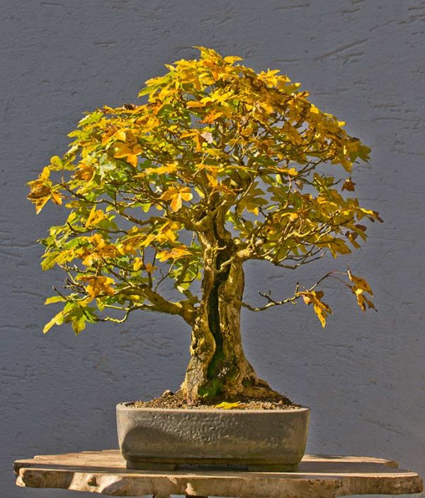 Bonsai Photo of the Day 6202018 Bonsai Jack