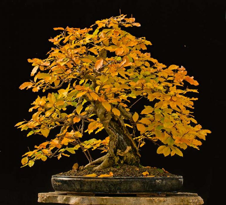 Bonsai Photo of the Day 682018 Bonsai Jack