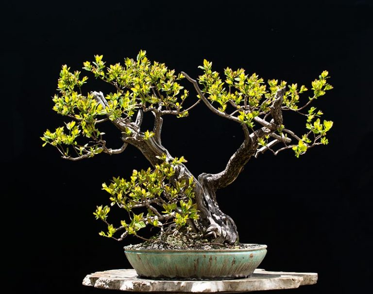 Bonsai Photo of the Day 7202018 Bonsai Jack