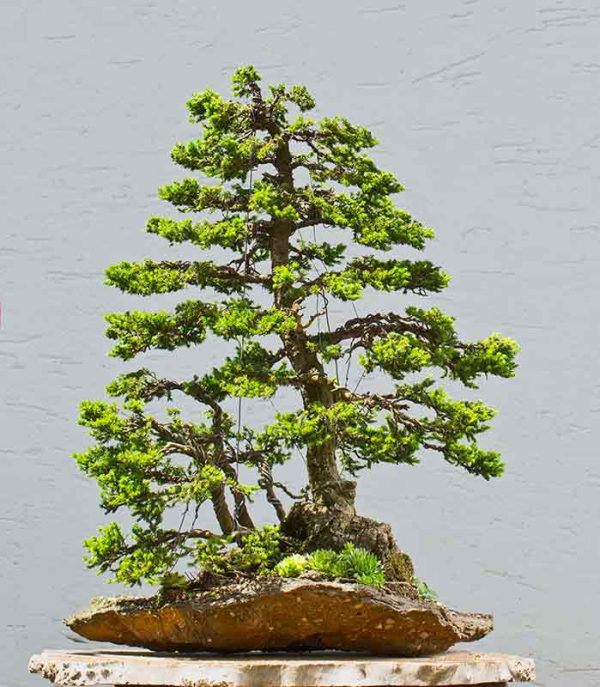 Bonsai Photo of the Day 3222019 Bonsai Jack