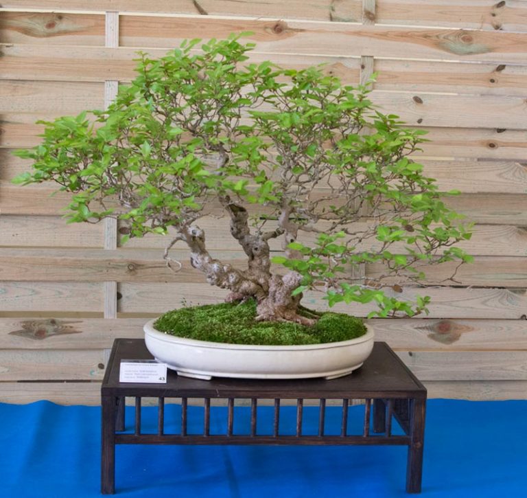 Bonsai Photo of the Day 4292019 Bonsai Jack