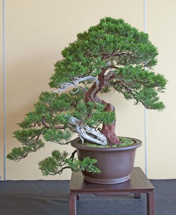 Bonsai Photo of the Day 7172019 Bonsai Jack