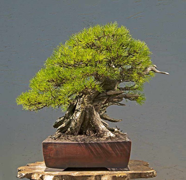 Bonsai Photo of the Day 9252019 Bonsai Jack