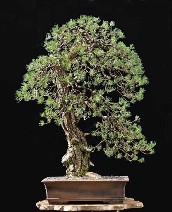 Bonsai Photo of the Day 12132019 Bonsai Jack