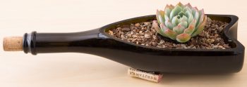 Jacks Gritty Mix soil for Succulent, Cacti and Bonsai - Image 3